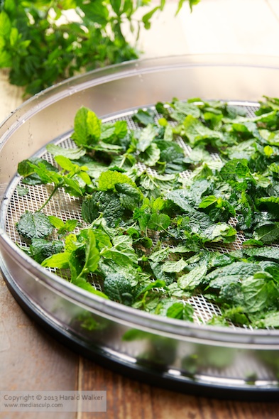 Drying peppermint leaves