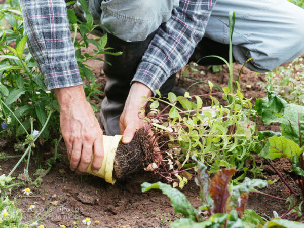 Planting Mentha arvensis x spicata