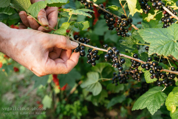  Harvesting ripe blackcurrants