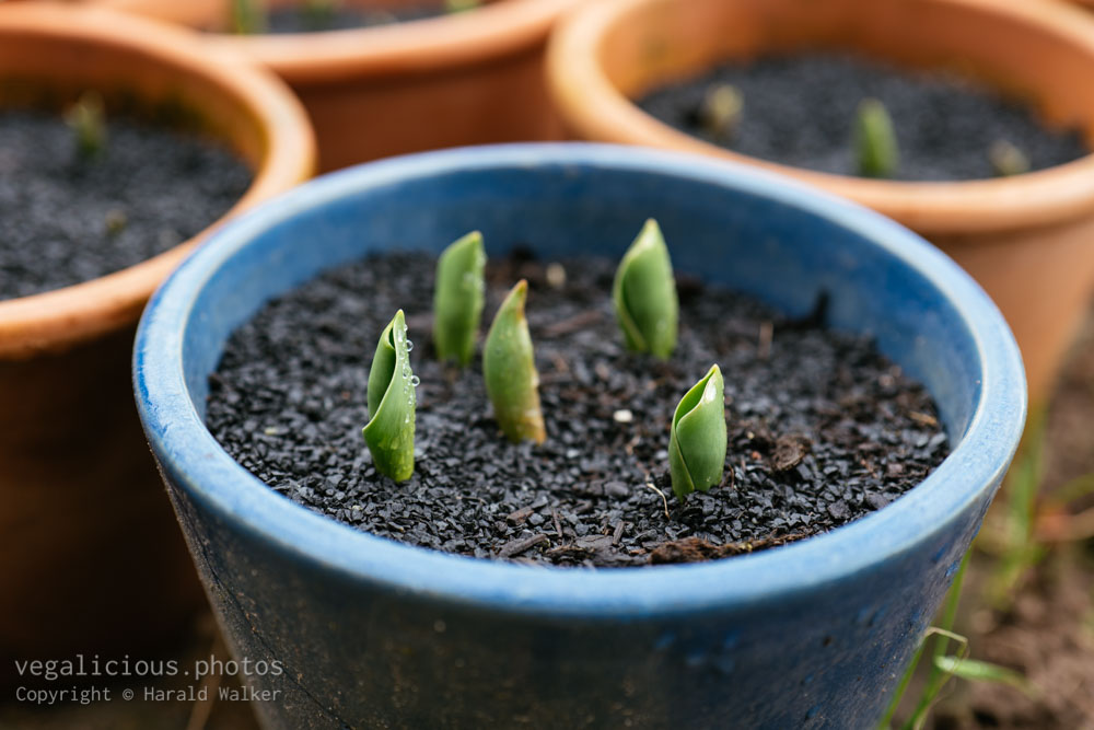 First foliage of tulips emerging in a pot in late January