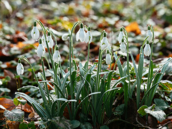 The garden in February